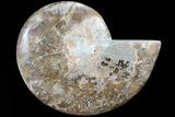 Choffaticeras (Daisy Flower) Ammonite Half - Madagascar #80915-1